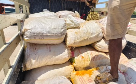 தூத்துக்குடியில் கடத்தலுக்கு பதுக்கி வைத்திருந்த விராலி மஞ்சள், பீடி இலைகள் பறிமுதல்.!