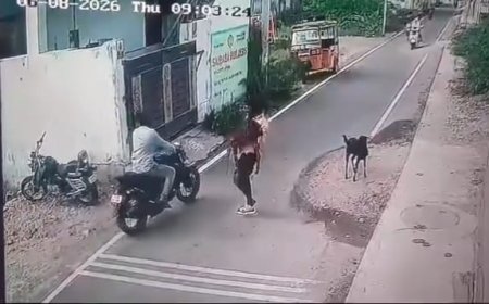 தூத்துக்குடியில் பட்டப்பகலில் ஆடு திருட்டு!